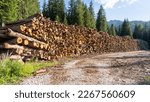 Small photo of Thousands of logs stacked after the storm that destroyed the woods. Pile of wooden logs, big trunks of tall trees cut and stacked. Stack of cut pine tree logs in a forest. Wood logs, timber logging
