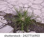 Small photo of Green wild gras growing on a cracked greyish concrete