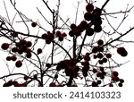Small photo of Apples on tree in winter with snow on umbrage