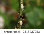 Small photo of seychelles scale is a insect. seychelles scale has white and yellow color. seychelles scale has small size. Seychelles scale is a plant pest. insect usually sticks to leaves and branch of plant