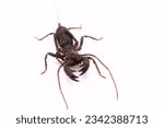 Small photo of whip scorpion or mastigoproctus isolated on white background. whip scorpion has latin name mastigoproctus giganteus. mastigoproctus from thelyphonidae. whip scorpion is commonly know giant vinegaroon