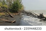 Small photo of trees damaged by sea abrasion on the coast. Sea abrasion or erosion can damage the beauty of the beach. The phenomenon of abrasion or sea erosion on the beachas a result of big waves