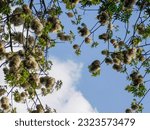 Small photo of Kapuk randu or kapok (Ceiba pentandra) is a tropical tree belonging to the Malvaceae family. A kapok tree bearing fruit in the Bogor Botanical garden. fiber-producing medicinal plants.