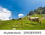 Grazing Cows In Mountains ...