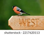 Male Bullfinch Perched On...