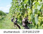 Looking down a row of a vineyard at wine grapes (pictured in selective focus) on the North Fork of Long Island, New York, USA.