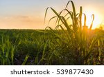 Sunset Over Sugar Cane Field