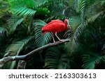 Scarlet ibis on tree trunk over ...