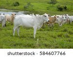 Cattle Nelore On Pasture...