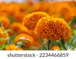 Small photo of kenikir or Tagetes erecta This plant has a very strong aroma but has very beautiful flowers, has bright orange or yellow flowers mexico latina america