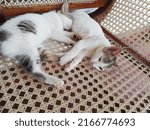 Small photo of Two cute twin kittens. Two females, about two months old. Named Shena and Sherry.
