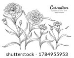 Carnation Flower And Leaf Hand...