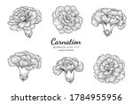 Set Of Carnation Flower And...