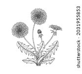 hand drawn dandelion floral... | Shutterstock .eps vector #2031955853
