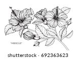 hand drawing and sketch with... | Shutterstock .eps vector #692363623