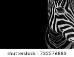 Portrait Of Zebra. Black And...