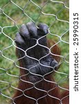Orangutan Hand