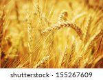 Closeup On Golden Wheat Field...