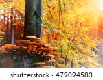 Autumn Landscape With Forest...