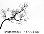dry twig on the tree in black... | Shutterstock . vector #457731439
