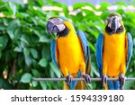 two long-tailed macaw parrot with colorful feathers. Macaw bird close up.Blue-yellow macaw parrot portrait. has a background of nature Soft focus with blurred background.