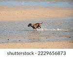 Dog runs happily and enjoys splashing the salty water of the beach