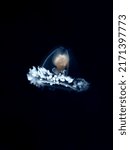 Small photo of Turritopsis dohrnii, also known as the immortal jellyfish, is a species of small, biologically immortal jellyfish found worldwide in temperate to tropic waters.
