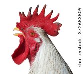 Small photo of Beautiful white rooster is singing cock-a-doodle-doo, portrait isolated on white
