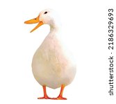 Goose Vector Illustration. Duck ...
