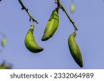 Small photo of Silk Cotton Tree (Ceiba pentandra) kapok tree or java kapok (Pohon kapuk)