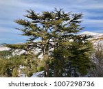 Lebanese Cedar Tree
