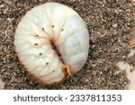 White chafer grub against the background of the soil. Larva of the May beetle. Agricultural pest. Pests control, insect, agriculture. Larva of chafer eats plant root.grub worm