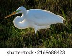 Great Egret Flying In Wetlands.