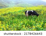black cow grazing in a beautiful green landscape
