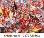 These Are Fancy Carps Fish Keep ...