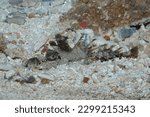 Small photo of Camouflaged Spiny Devilfish Inimical Didactylus underwater close up in Indonesia