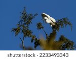 Photograph of Little Egret (Egretta garzetta) perched and resting in a pine tree, about to fly