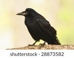 Small photo of rook / Corvus frugilegus / cioara de semanatura
