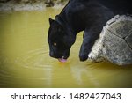 Black Jaguar Drinking In A Pond