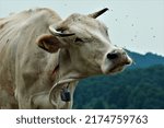 Small photo of an angry cow on insistent insects