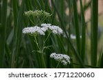 White Cow Parsley Flower And...