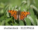 Comma Butterfly Resting On A...