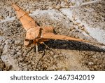 Image of brown moth  ambulyx...