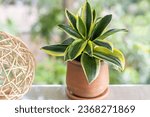 Dwarf Snake Plant or Sansevieria Black Star Hahnii on the balcony against the background of the greenery of the garden. Tropical ornamental plant. Outdoor. Close-up. Macro. Concept of gardening.