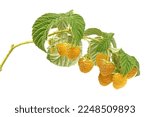 Yellow Raspberry twig with leaves isolated on white background