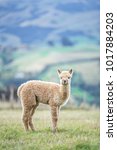 Alpaca Farm Is Located On A...