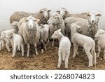Flock of sheeps and lambs on the farm