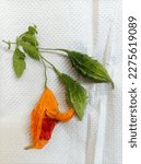 Small photo of Wild Peria Hutan, Momordica balsamina Seeds and Ripe with White Paper Towel Background