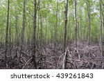 Small photo of Mangrove forest (Trees include Rhizophoraceae, Ceriops, tagal, decandra, apiculata, meliaceae, xylocarpus, moluccensis, Rhizophora, apiculate, Ceriops, Combretaceae, lumnitzera, racemosa, mucronata)