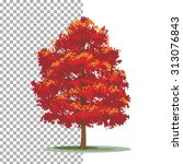 Red Maple Tree. Isolated Vector ...